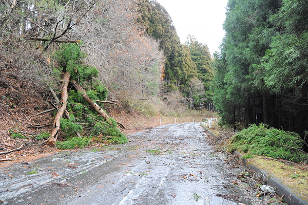 陸前高田市内では、強風によるものとみられる倒木も＝広田町 