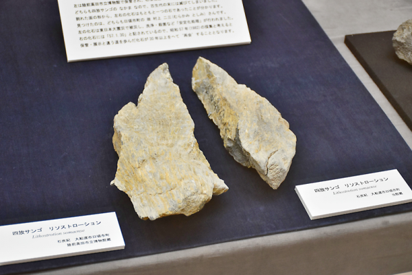 大船渡㊨と陸前高田の各博物館に贈られた四放サンゴの化石が〝再会〟