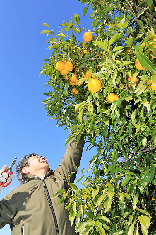 透き通る青空と、みずみずしく茂る葉、そして黄色く熟したユズ!気仙の冬の風物詩たる光景だ=米崎町