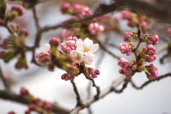 愛らしい花を咲かせた大船渡市標本木のソメイヨシノ