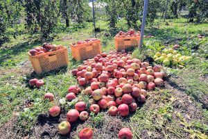 陸前高田の名産であるリンゴも、多くの果樹園で落果被害を受けた＝陸前高田市米崎町