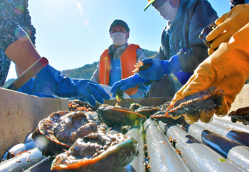 Web東海新報 浜に輝く 海の小判 大船渡湾内アワビ口開け 今季初めて 別写真あり