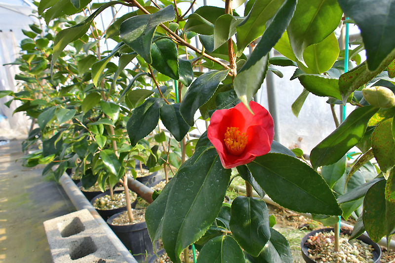 Web東海新報｜三面椿の〝直系〟開花 育成始めて4年目で 末崎町の