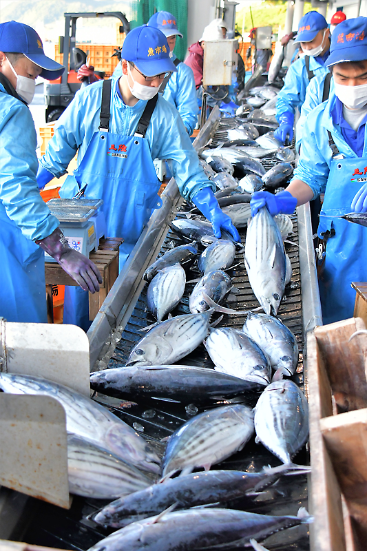 Web東海新報 夏を告げるしま模様 サンデーカツオ初水揚げ 市魚市場 型は良い 今後に期待 動画 別写真あり